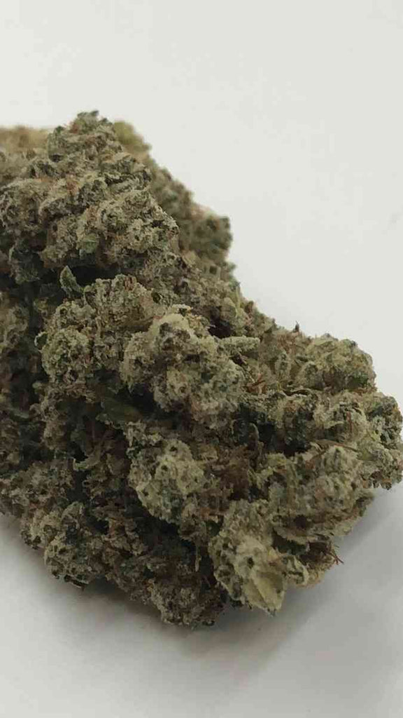 Gorilla Glue (Indoor)